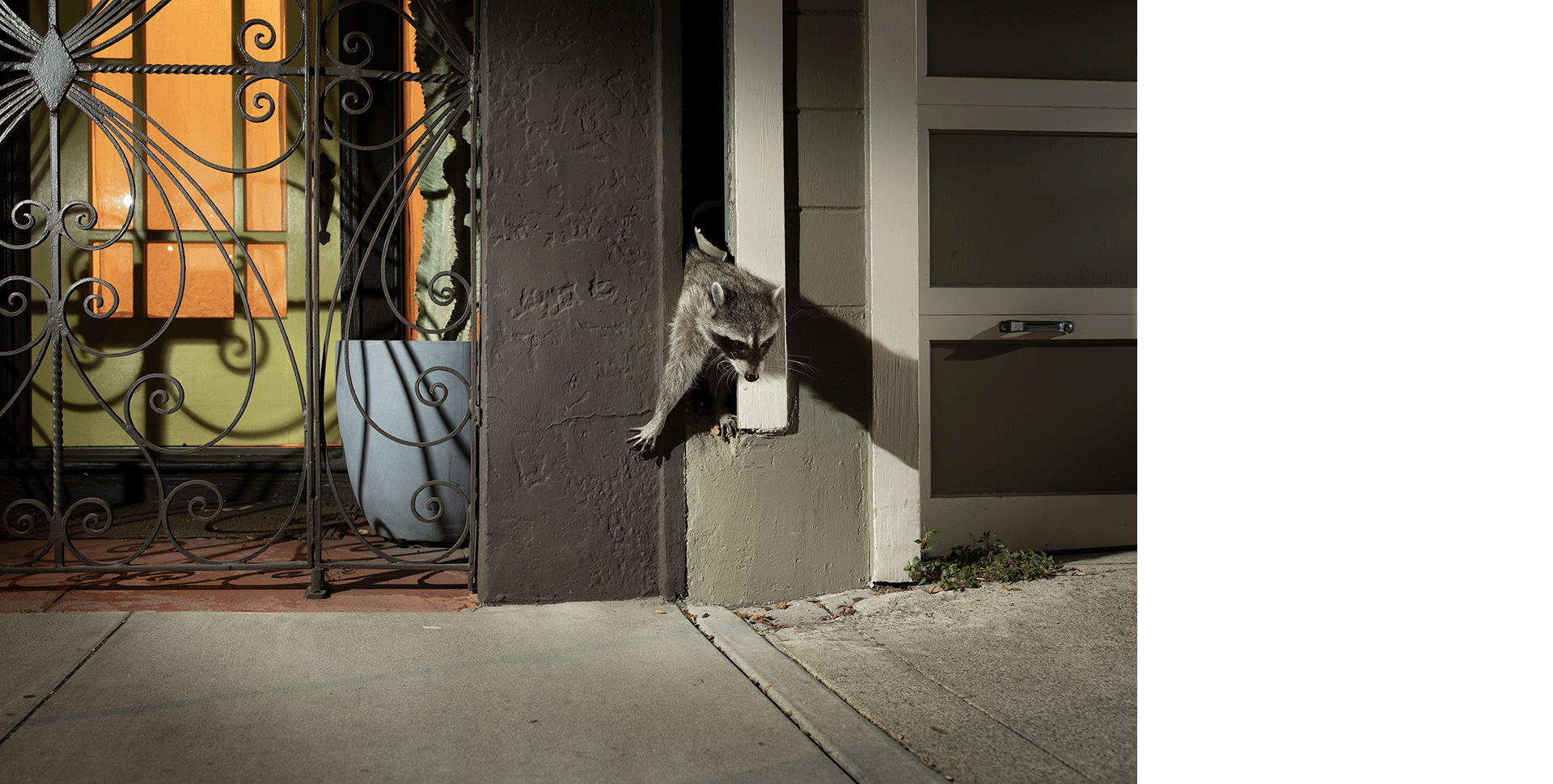 A raccoon squeezes between two houses. Photo by Corey Arnold