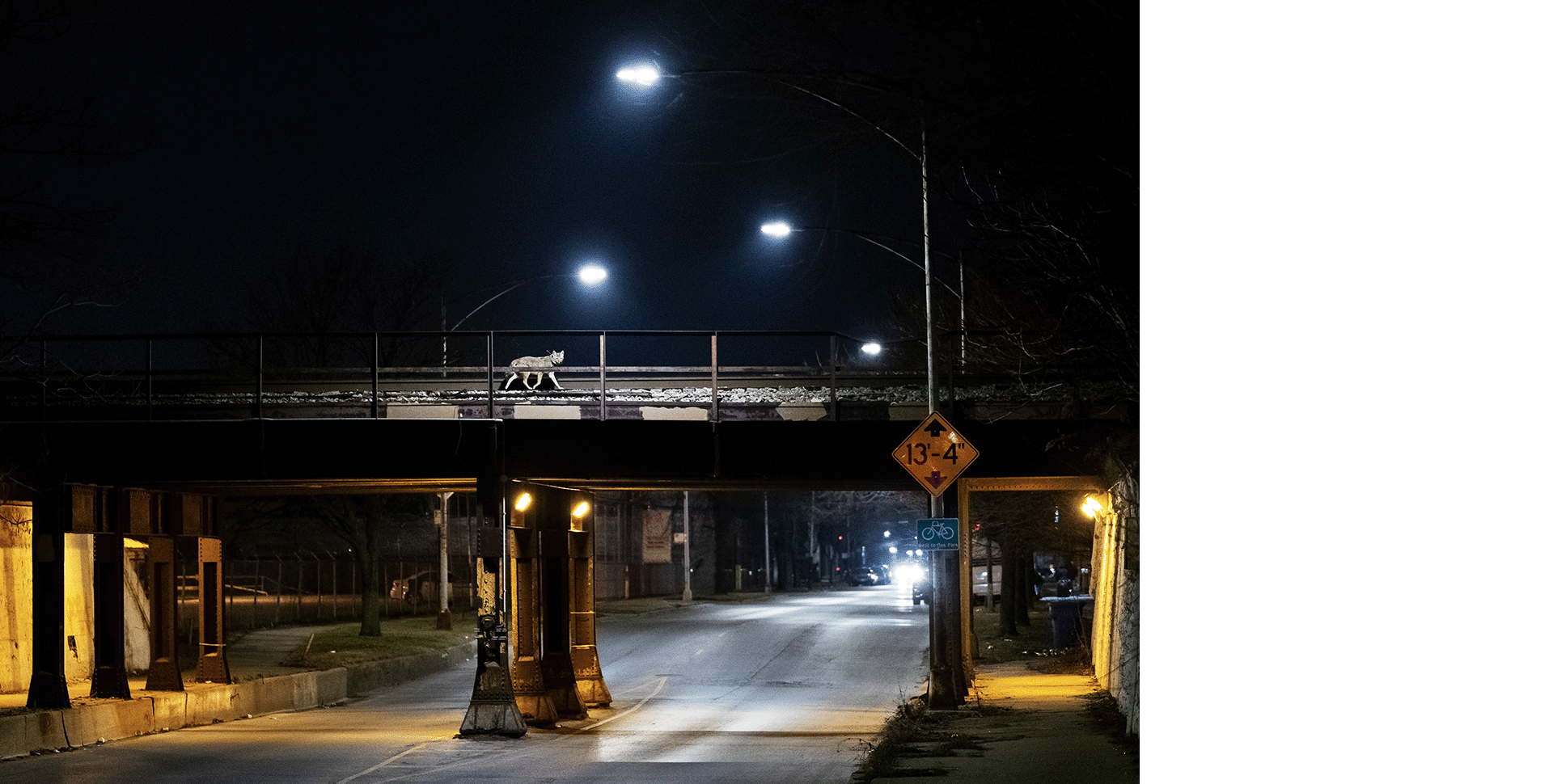 Coyote crossing a railroad trestle at night in Chicago. Photo by Corey Arnold