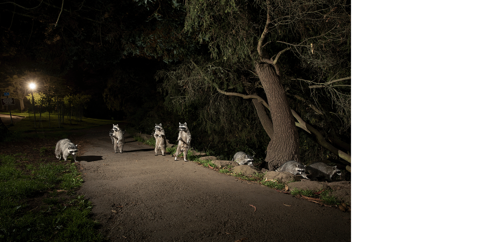 A group of raccoons in an urban park at night. Photo by Corey Arnold