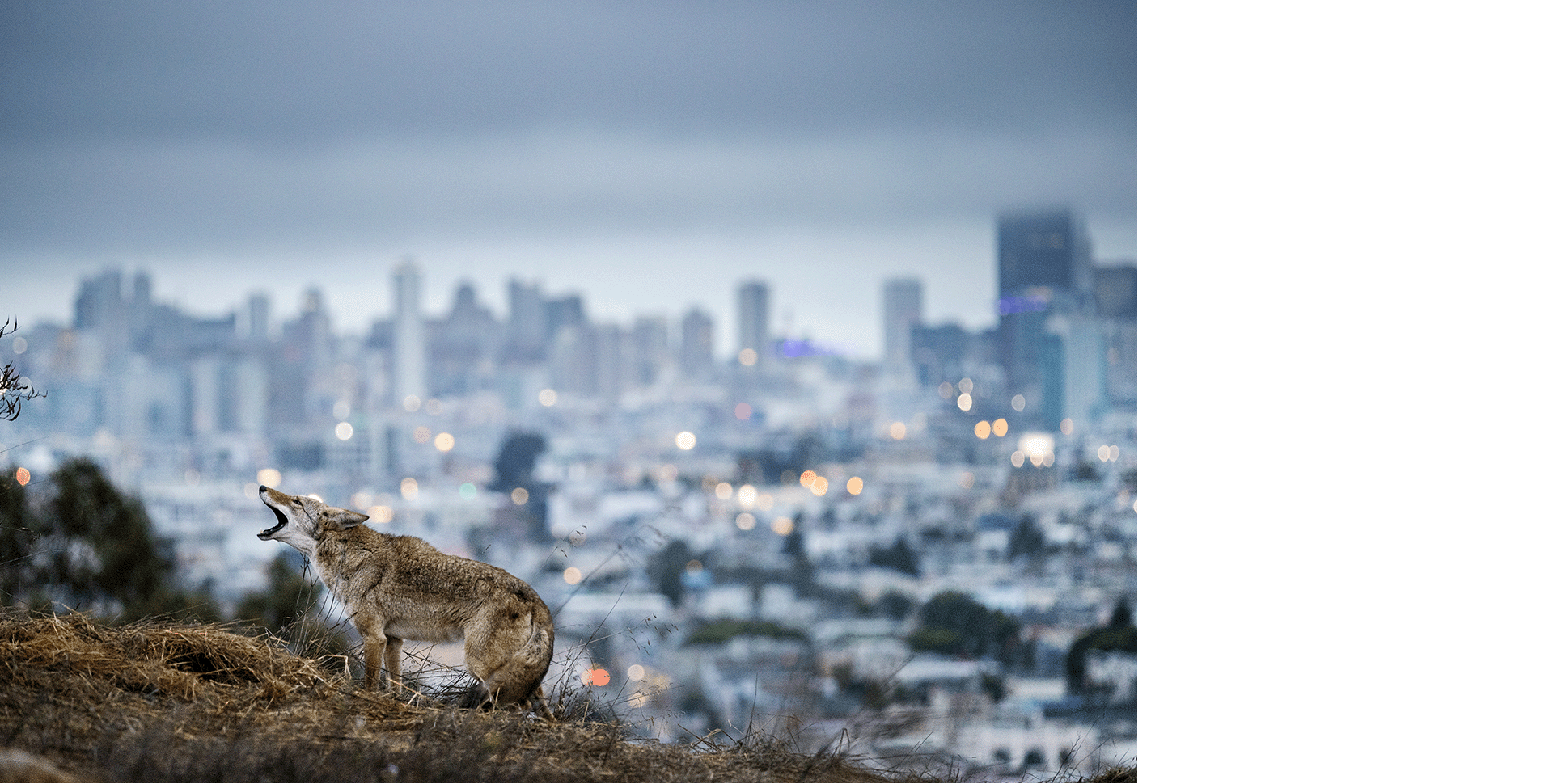 A coyote yips in a park with San Francisco skyline in the background. Photo by Corey Arnold
