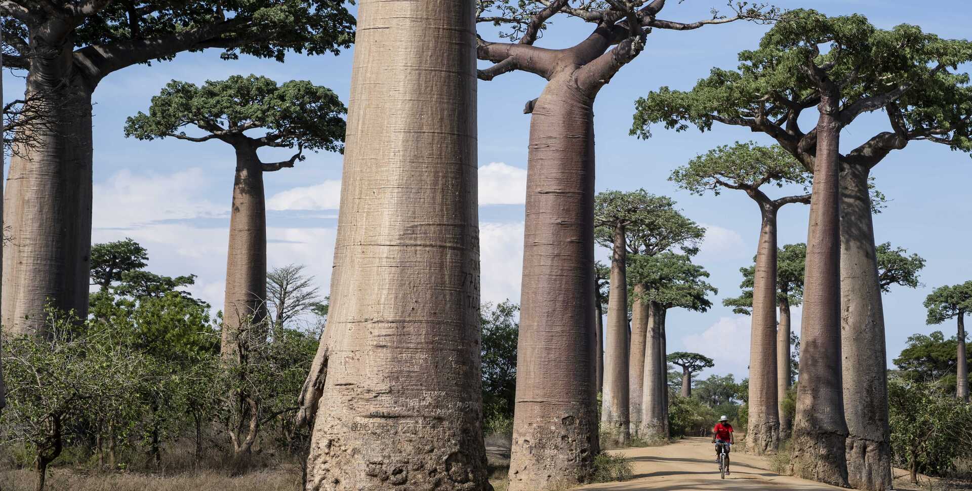 A man on a bike rides through a grove of baobab trees in Madagascar