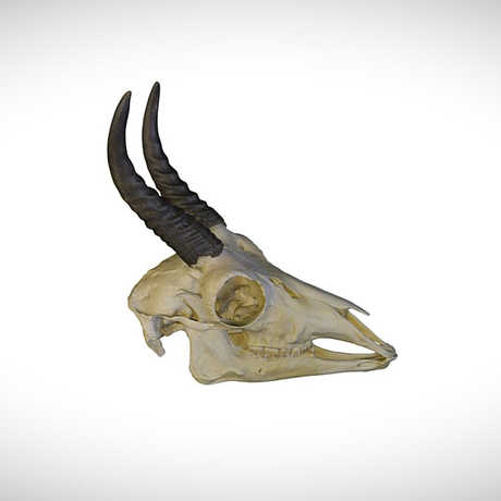 reedbuck skull