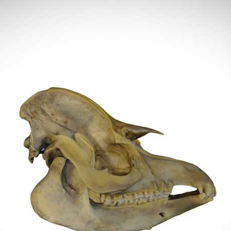 tapir skull