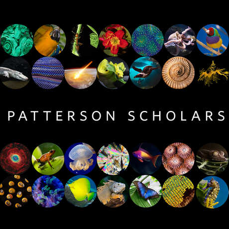 Patterson Scholars graphic