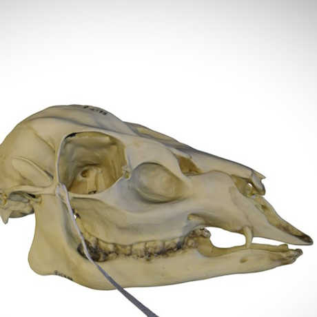 muntjac skull