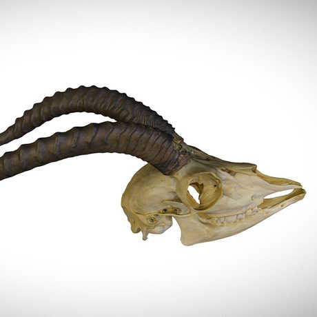 gazelle skull