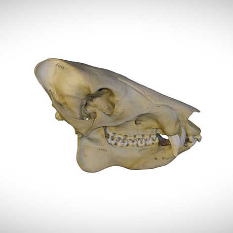 peccary skull