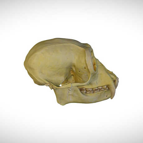 siamang skull