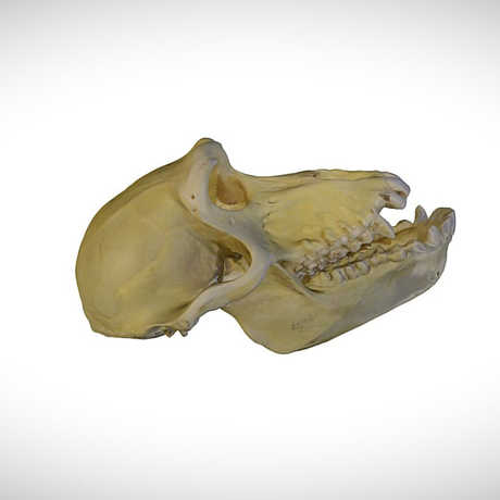 baboon skull