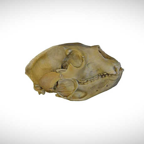 bear skull