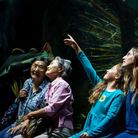 Guests point at enormous fish in the Amazon Flooded Forest tunnel