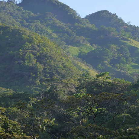 Panamanian forest