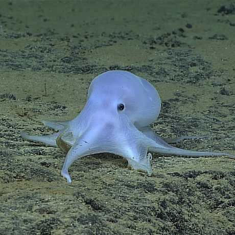 incirrate octopus, NOAA