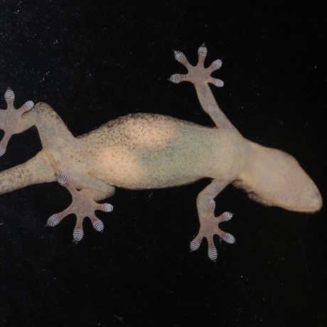 Japanese gecko, by Alpsdake