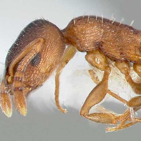 Was this worker ant truly a worker? Image by AntWeb.org