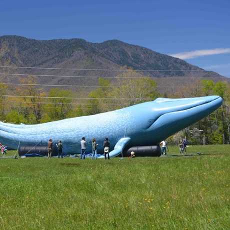 Inflatable Blue Whale
