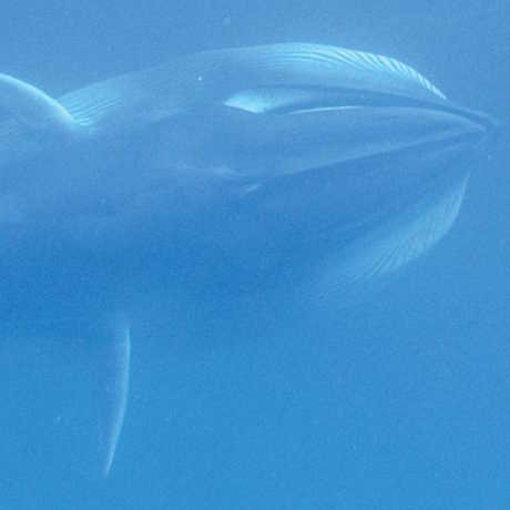 Omura’s whale, Salvatore Cerchio