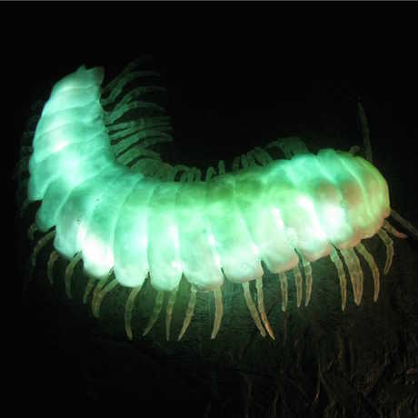 Replica of glowing millipede Motyxia