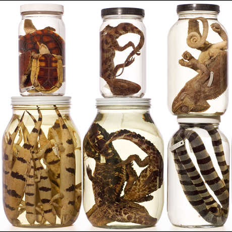 Herpetology specimens 
