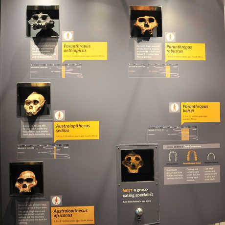 A range of skulls from the Human Odyssey exhibit 
