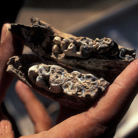Bovid fossil found at Dikika