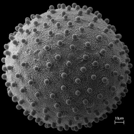 Louteridium donnell pollen