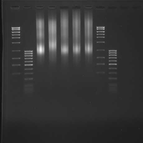 sheared DNA gel image