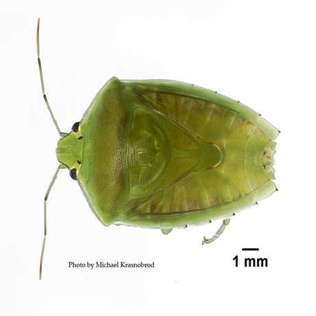 Heteroptera pentatomidae