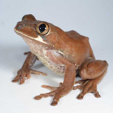 A big-eyed tree frog of the genus Leptopelis, from Cameroon.