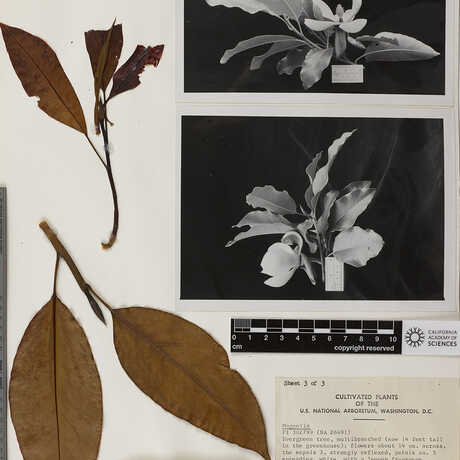 A magnolia herbarium specimen 