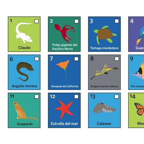 A series of colorful boxes filled with one animal each, along with the name of the creature in Spanish.