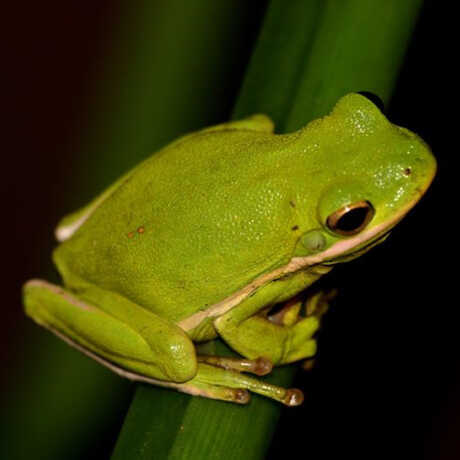 American Tree Frog