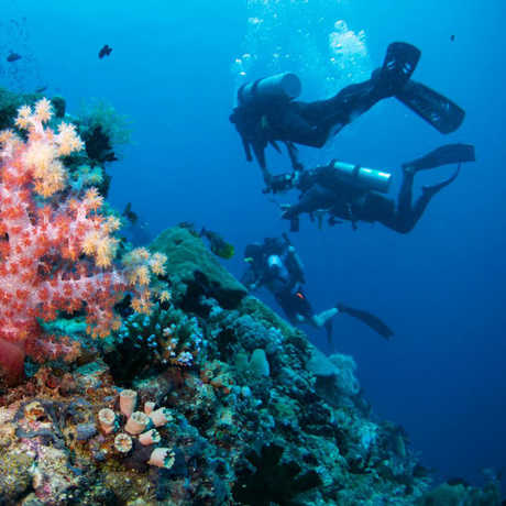 Academy divers in the Philippine coral reef