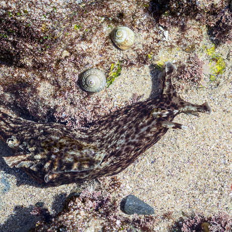 sea slugs