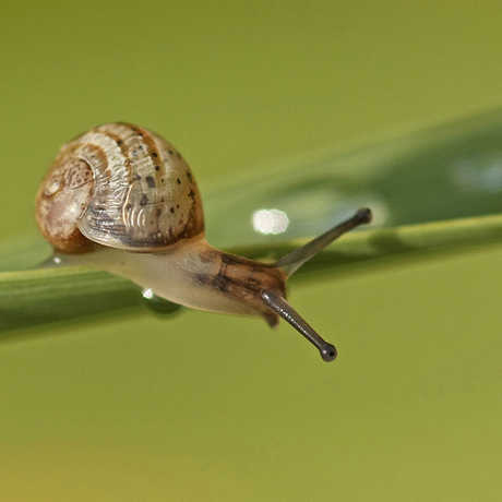 Garden snail, nutmeg66