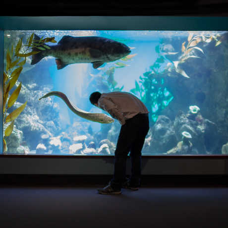 Man looking at large sea bass in Steinhart Aquarium. 