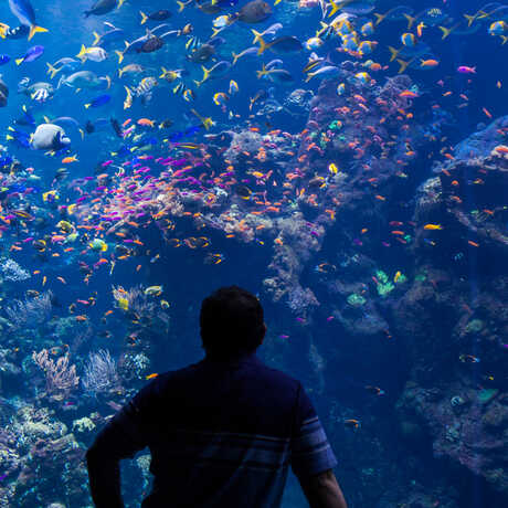 A guest in silhouette gazes at the Philippine Coral Reef tank