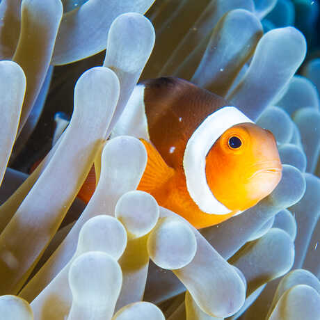A clownfish peeks out from the tentacles of an anemone