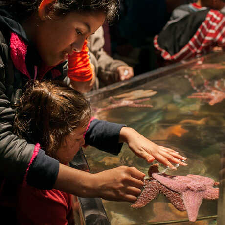 Children touching a starfish in the Discovery Tidepool touch tank. 