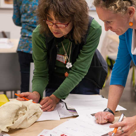 Educators learn about an animal skull
