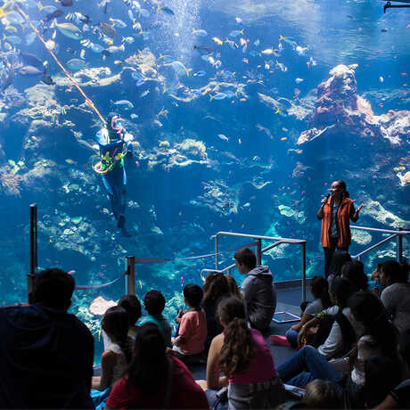 A scuba diver in the Philippine Coral Reef Exhibit during a daily dive show. 