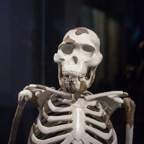 A reproduction of the famous "Lucy" skeleton. 