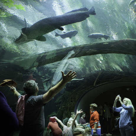 A guest marvels at a giant arapaima from below in the flooded forest tunnel