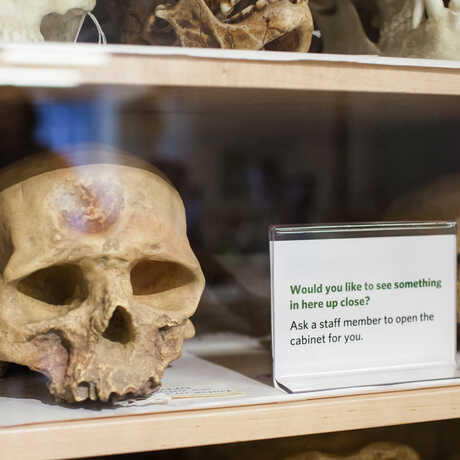 A small human skulls on a shelf in the Naturalist Center.