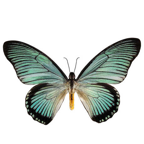 Image of a blue and black butterfly