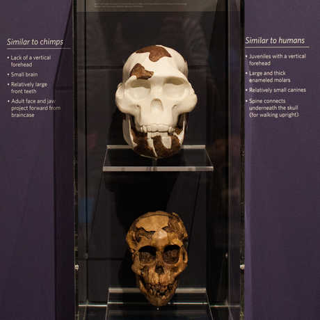 The skulls of ancient human ancestors are also on display in the Skulls exhibit. 