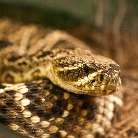 A coiled up Eastern diamondback rattlesnake seems to stare at the camera. 