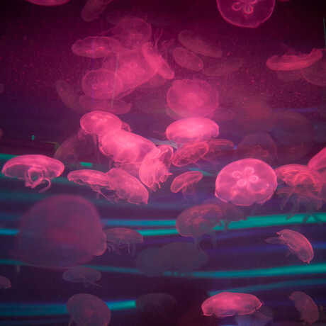 Moon jellyfish glow hot pink in Water Planet's central cylinder tank.