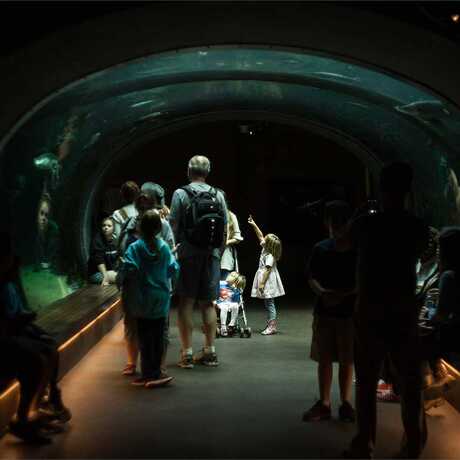 A girl gazes up in wonder at a giant Arapaima in the Academy's Flooded Forest tunnel exhibit