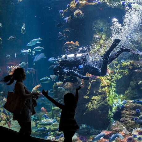 A family gleefully interacts with a diver during a live dive show in the Philippine Coral Reef tank. 